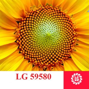 LG-59580